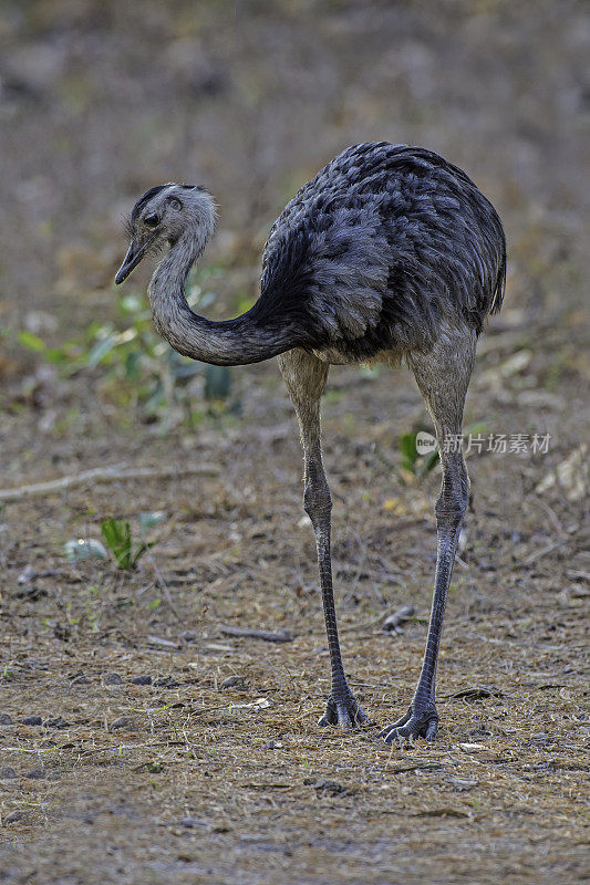 美洲美洲鸵(rhea americana)是一种不会飞的鸟，发现于南美洲东部，在巴西潘塔纳尔发现